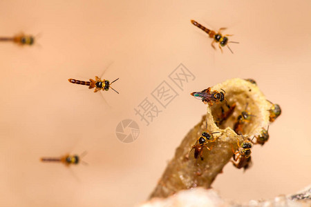 Tetragoniscaangustula殖民地蜜蜂jatai图片
