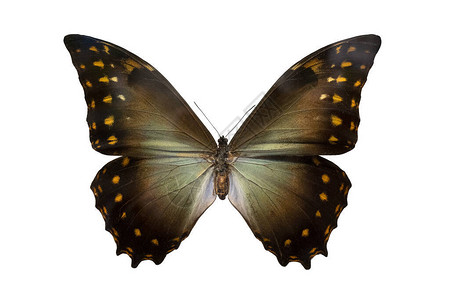 摩佛蝴蝶新热带蝴蝶飞虫的翅膀和天线野图片