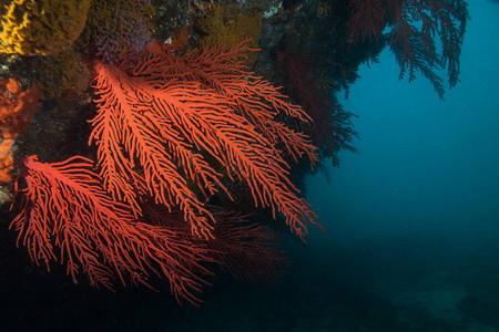 红棕榈海扇LeptogoriaPalma在珊图片