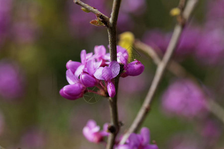 紫荆树的花紫荆图片