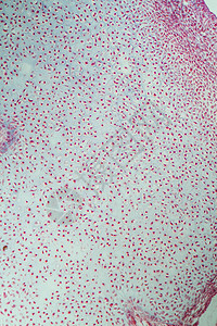 200x显微镜下的胚胎软骨图片