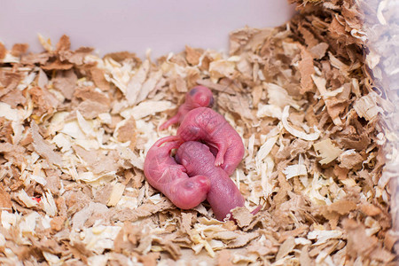 新出生的小老鼠在锯木屑中蒙图片素材