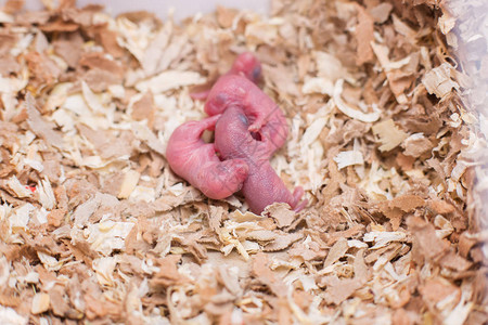 新出生的小老鼠在锯木屑中蒙古国图片素材