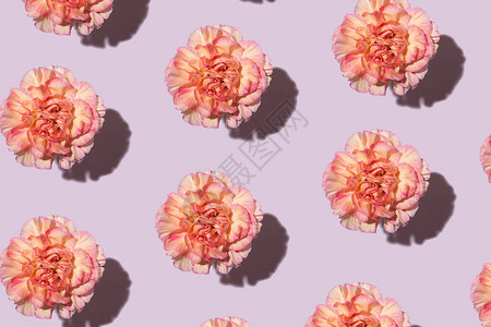 美丽的粉红康乃馨花的模样背景图片