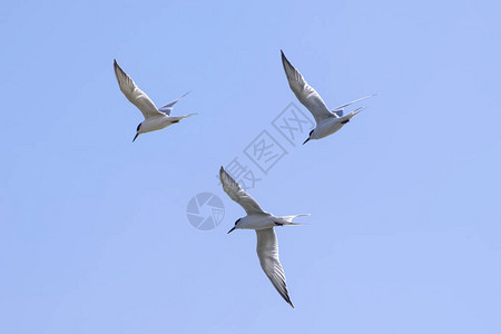 一群三只燕鸥在万里无云的天空中一起飞行图片