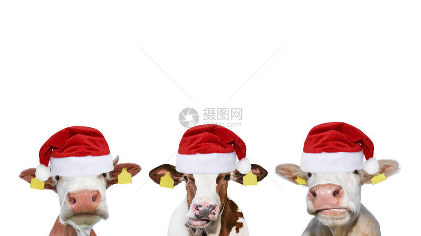 圣诞树或圣诞老人帽子里有三种有趣的奶牛图片