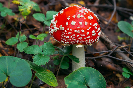 森林中有毒危险和不可食的蘑图片