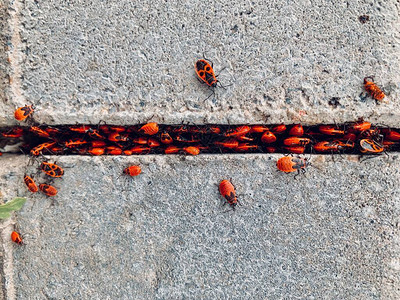 混凝土板昆虫排队交通堵塞动物作为人类大型动物生命之间的许多背景图片