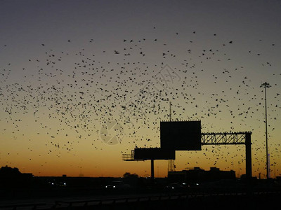 清晨的天空被鸟群笼罩飞图片
