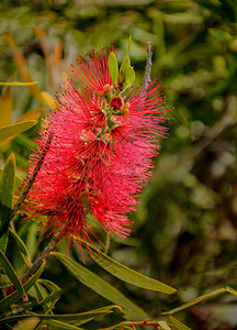 Callistomemon是澳大利亚生长的永青灌木或Myrtl图片