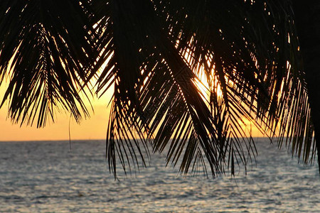 椰子叶的剪影和背景中微弱的日落图片