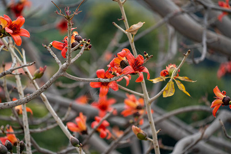 开花的木棉树或红丝棉树花的树枝背景图片