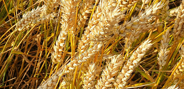 夏季在Forrest附近的农村关闭金褐小麦田作物农业单图片