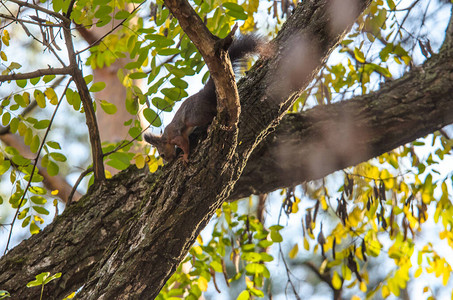 松鼠在松树林的秋天树上爬行图片