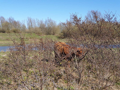 苏格兰高地红牛长着大角在罗岑堡岬角背景图片