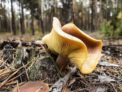 森林里的蘑菇花草图片