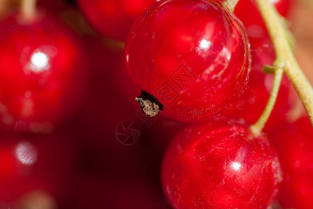 红圆浆果Ribesrubrum缝合图片