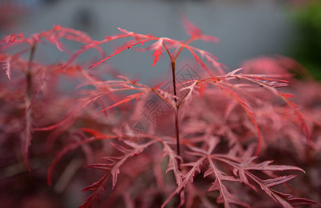 日本枫树的小枝红叶图片
