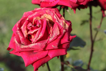 在花园里结冰后的红玫瑰花园里红玫瑰的照片红芽花结冰了外面寒冷之后的花瓣背景图片