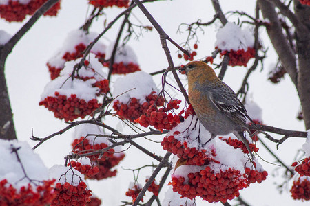 城市的冬季鸟儿鸟儿吃着雪覆图片