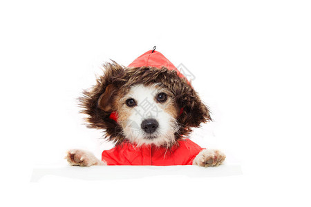 狗头在冬天或秋天的寒冷温度下戴着毛绒帽子图片