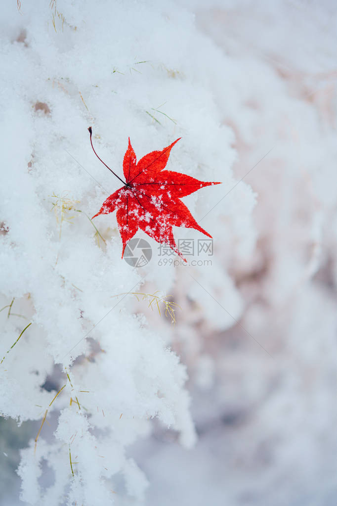 雪中的枫叶图片