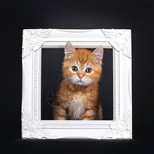 可爱的红色短毛小猫图片