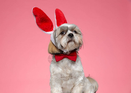 穿着兔子耳朵和红领带背景图片