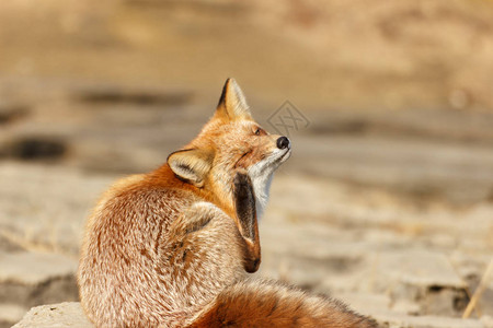 一只吃饱了饭的狐狸坐着在耳图片