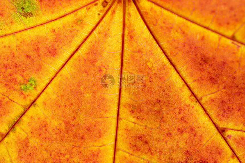 树叶纹理摘要树叶背景热带图案平图片