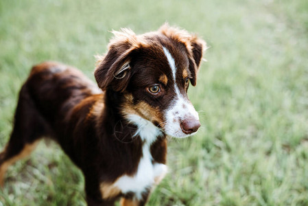 红三角颜色澳大利亚牧羊犬在日图片