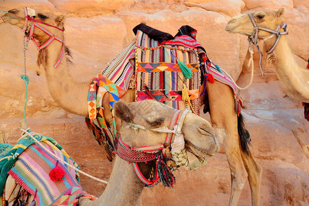 沙漠附近的骆驼图片