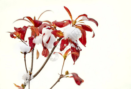 冬季秋冬和春天的混合灌木图片