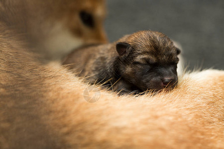 新生ShibaInu小狗的特写镜头日本柴犬美丽的柴犬小狗颜色棕和妈图片
