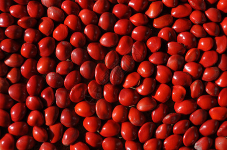 Pavonina产的红种子或Jumbie珠子图片