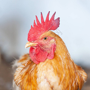 雅拉勿洞区鸡舍里一只棕色勿洞公鸡的可爱肖像图片