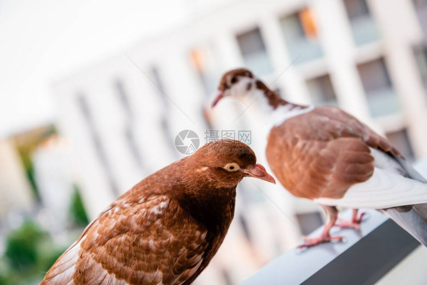 两只棕红鸽子在阳台上图片