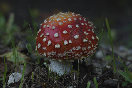 阿玛尼塔毒蘑菇森林里生图片
