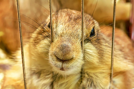 笼子里的草原狗是小哺乳动物和图片