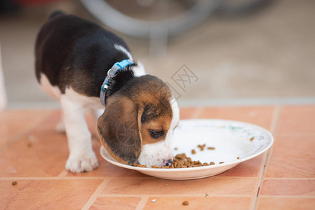 小狗猎犬在盘子上吃东西的特写图片