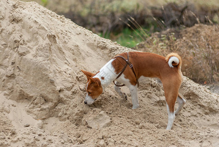 巴森吉狗正在打猎阶段同时在沙图片