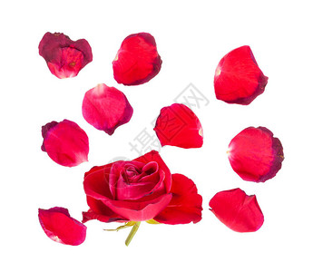 落下的花瓣和枯萎的红玫瑰花朵盛开在白色图片