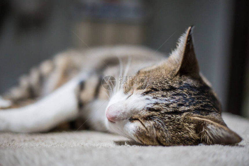 可爱的蓬松传统灰猫睡在毯子上凯蒂猫图片
