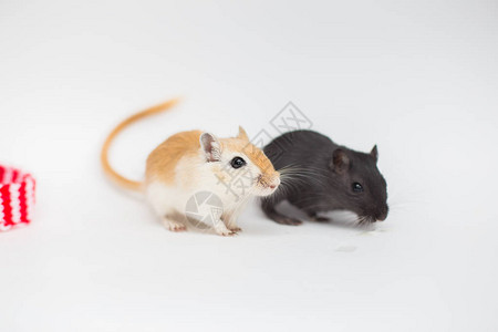 两只蒙古小鼠黑色和棕色的幼崽坐在白色背景上背景图片