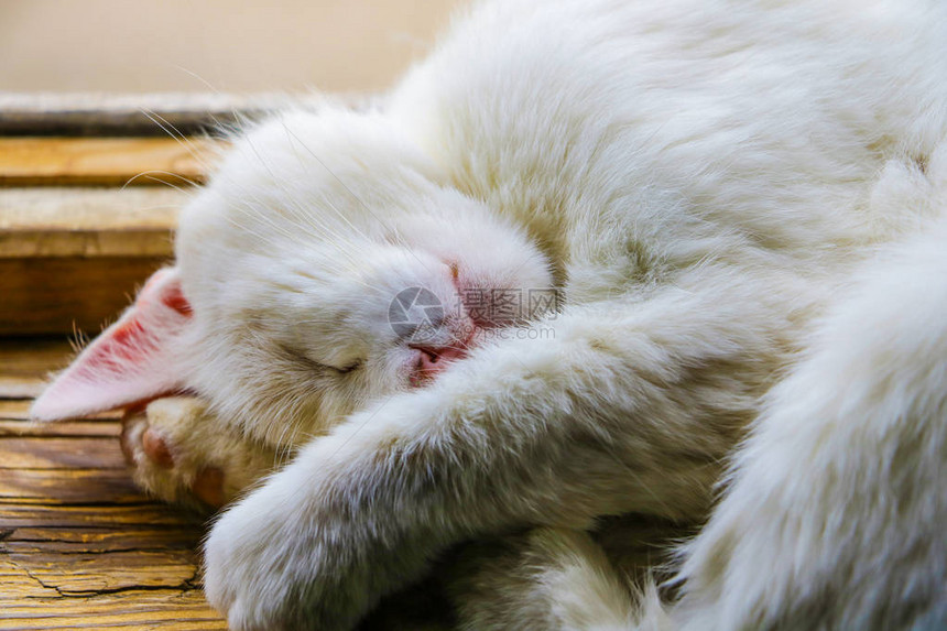 睡在窗台上的小猫头凯蒂宠物动肖像可爱的小猫放松图片