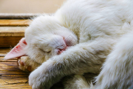 睡在窗台上的小猫头凯蒂宠物动肖像可爱的小猫放松图片