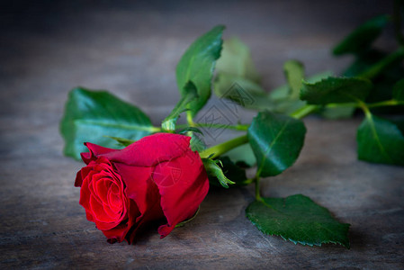红玫瑰情人节图片