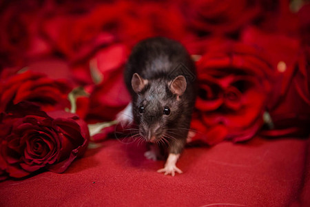 一只国内灰鼠坐在红色的玫瑰旁边高清图片