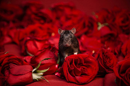 一只国内灰鼠坐在红色的玫瑰旁边高清图片