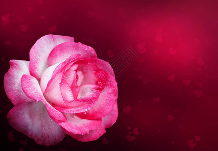 与水滴的粉红色玫瑰特写镜头孤立情人节卡片图片
